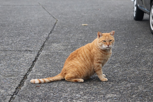 Foto een kat die op straat zit.