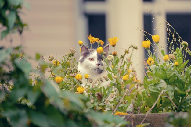 Een kat die tussen planten zit.
