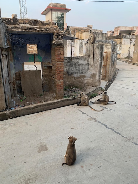 Een kat en een aap lopen in een straat.