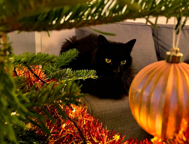 Foto een kat en een boom.