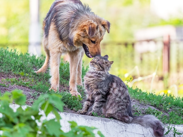 Een kat en een hond naast het groene gras in de zomer. kat en hond zijn vrienden