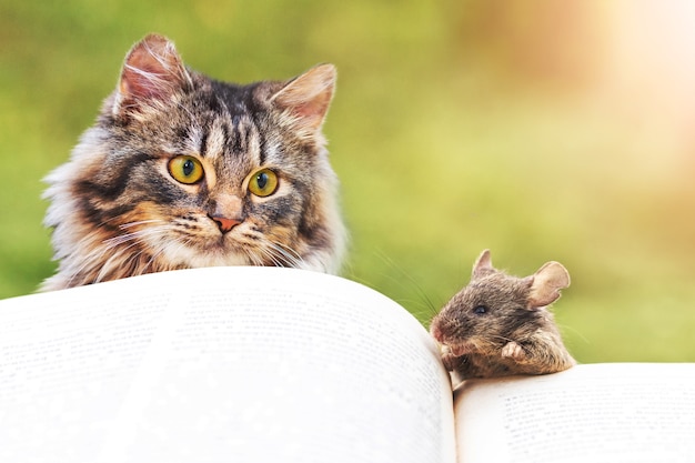 Een kat en een muis bij een opengeslagen boek, een kat die naar een muis kijkt. Een boek lezen