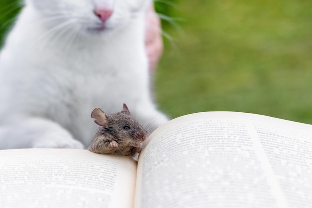 Een kat en een muis bij een opengeslagen boek, een kat die naar een muis kijkt. Een boek lezen