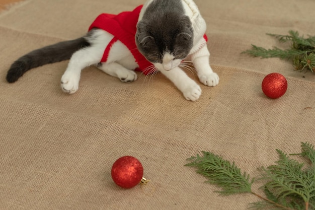 Een kat gooit de kerstboom omver