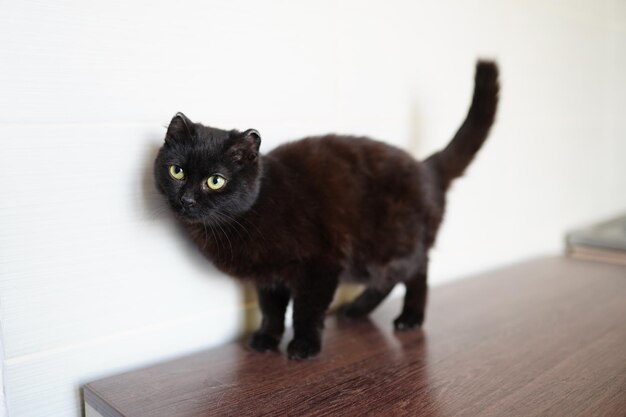 Een kat in een asiel. Gewone katten van de straat gevangen in het asiel