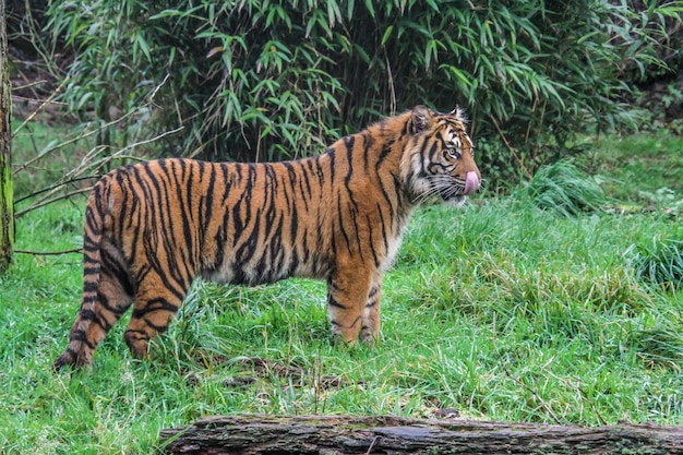 Een kat in een bos.