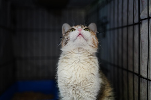 Een kat in een kooi die naar de lucht kijkt
