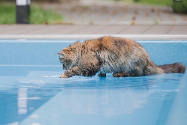 Een kat in een plas met water erop