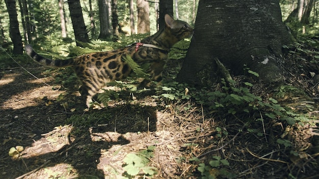 Een kat in een stadspark Bengaalse wilde kat loopt door het bos in kraag Aziatische Jungle Cat of Swamp of Reed Gedomesticeerde luipaardkat die jaagt en speelt in gras Binnenlandse kat in de buitenaard