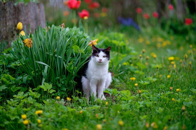 Een kat in het groene gras in de natuur