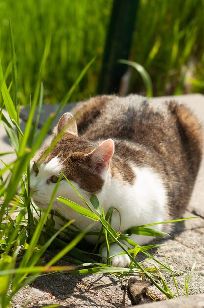 Een kat ligt in het gras en kijkt naar de camera.