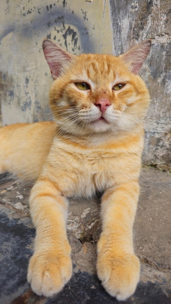 Foto een kat ligt op een stenen muur en kijkt naar de camera