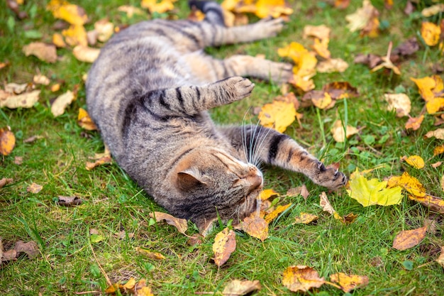 Een kat ligt op het gras met gevallen bladeren in de herfst