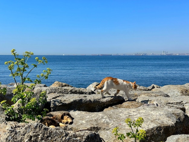 Een kat loopt op rotsen bij het water