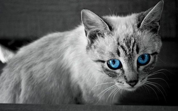 een kat met blauwe ogen die blauwe ogen heeft