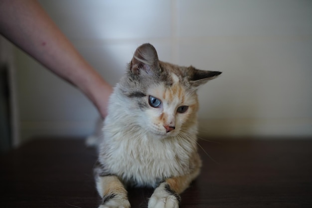 Een kat met blauwe ogen ligt op een tafel.