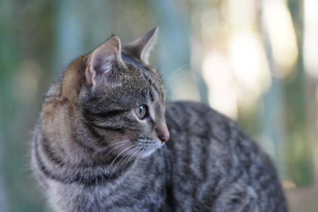 Een kat met blauwe ogen