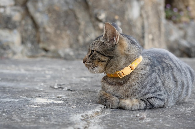 Een kat met een gele halsband