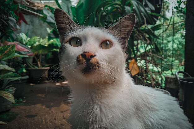 Een kat met een gele neus kijkt naar de camera.