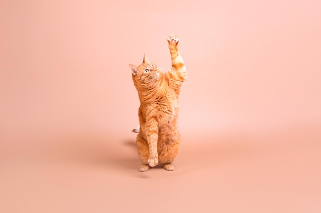 Foto een kat met een roze achtergrond