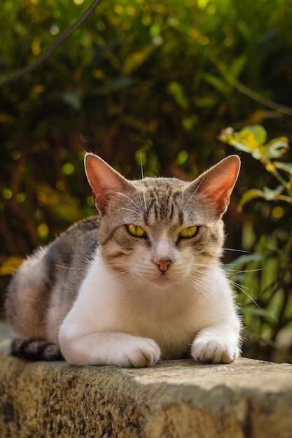 Een kat met groene ogen ligt op een muur.