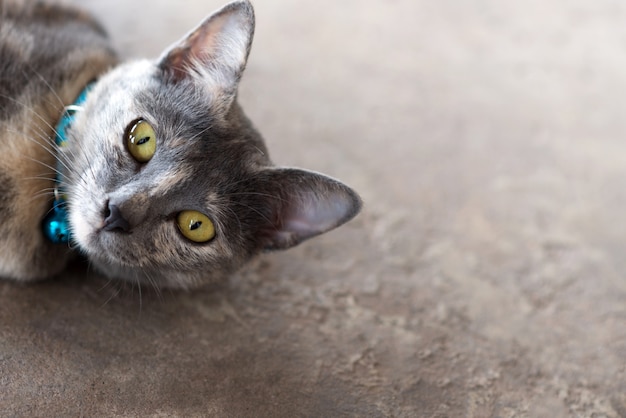 Foto een kat met groene ogen