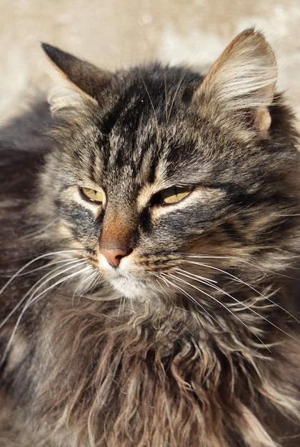 Een kat met lange bakkebaarden kijkt naar de camera.