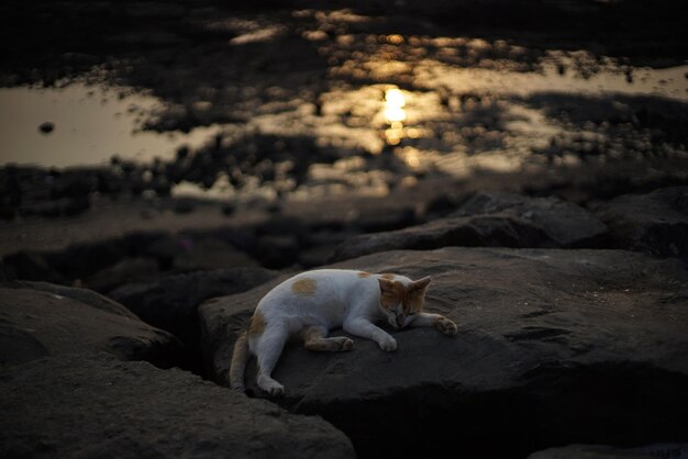 Foto een kat ontspant op een rots.