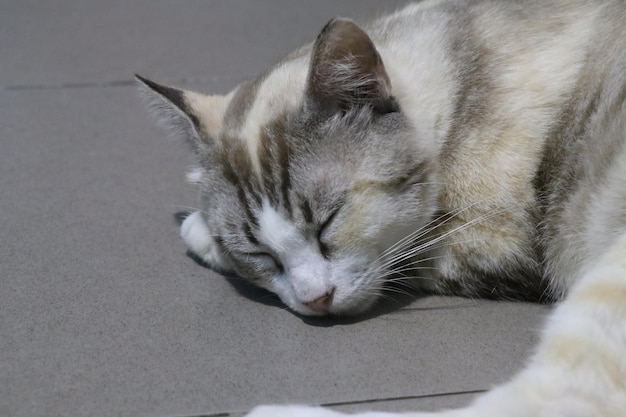 Foto een kat slaapt op een grijze ondergrond met het woord kat erop.