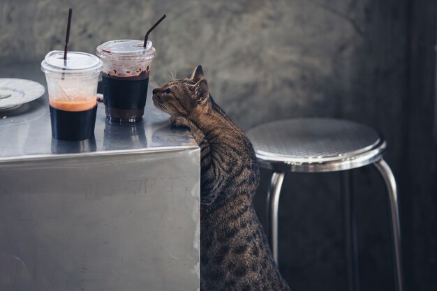 Een kat snuffelde stiekem aan een ijskoffiemok op de eettafel in een café.