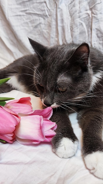 Een kat snuffelt aan een bosje roze tulpen