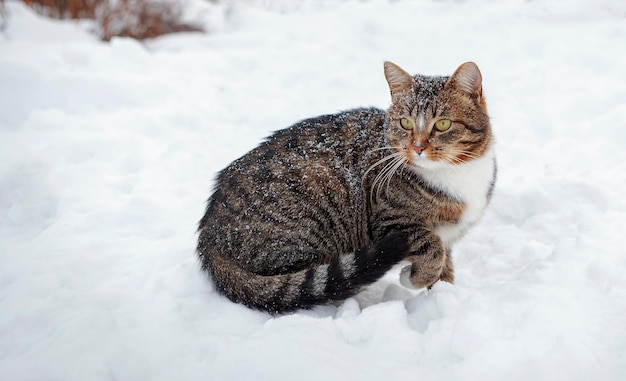 Een kat speelt in de sneeuw