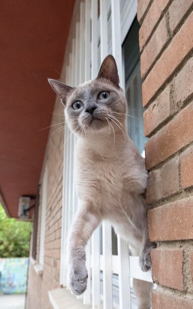 Een kat van het Siamese ras op de vensterbank van zijn huis