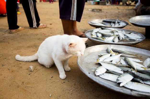 Een kat voor een visstand op een markt in de provincie Sichon in het zuiden van Thailand