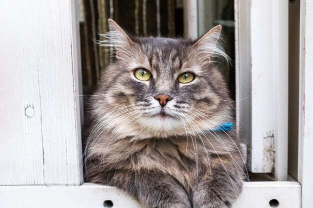 Een kat zit bovenop een houten deur. Hoge kwaliteit foto