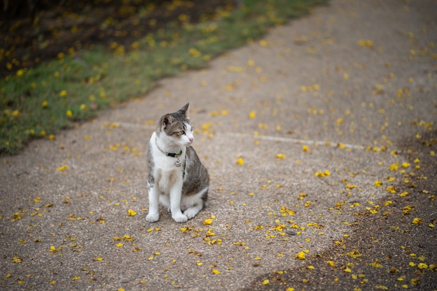 Een kat zit in de tuin. Hij is zo schattig. Hij lijkt op een kleine tijger. Het is een populair huisdier.