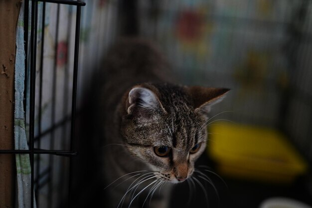 Een kat zit in een kooi met een rode bloem op de rug.