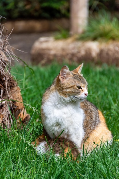 Een kat zit in het gras voor een stapel hooi.