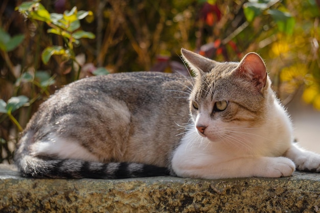 Een kat zit op een muur voor een plant.