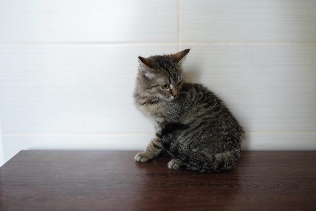 Een kat zit op een tafel voor een witte tegelwand.