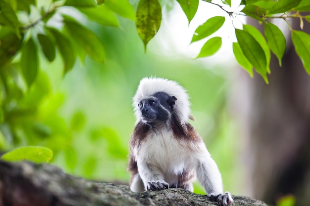 Een katoenen tamarin-aap