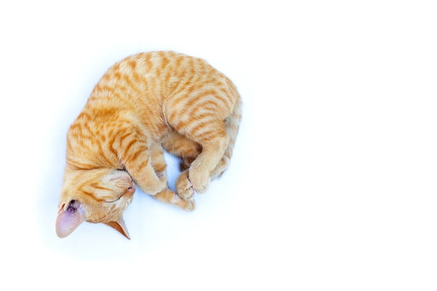 Een kattenslaap op wit oppervlak. Kopieer ruimte