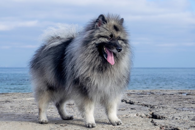 Foto een keeshond hond met een uitstekende tong staat op de pier, tegen de achtergrond van de zee.