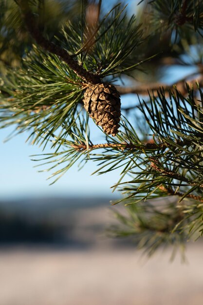 Foto een kegel op een tak van een dennenboom