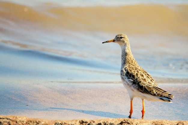 Een kemphaan Philomachus pugnax foerageren in water