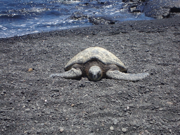 Foto een kemps ridley zeeschildpad op het strand