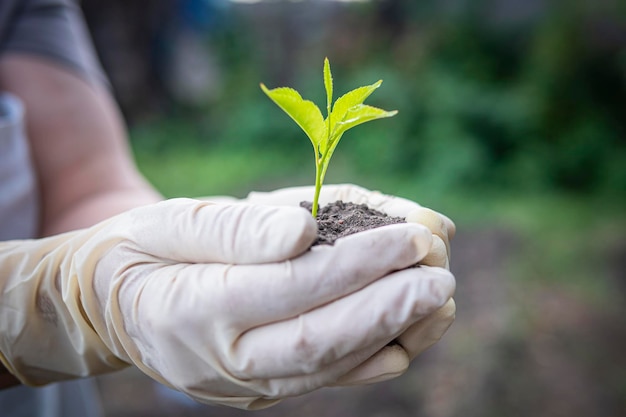 Een kersenzaailing in de handen van een oudere vrouw Oma plant een boom in de tuin Menselijke handen met groene kleine plant nieuw leven concept