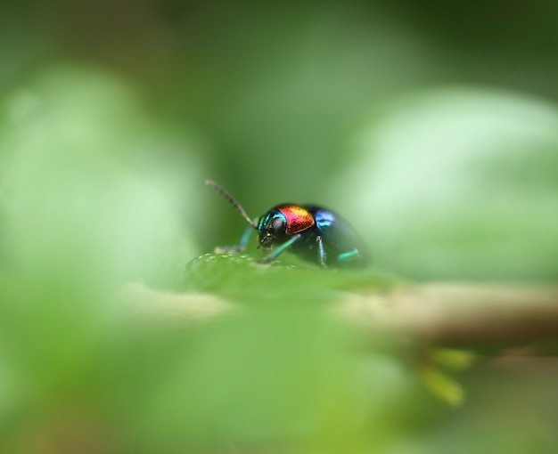 Een kever zat op een plant blad. Superfamilie Scarabaeoidea