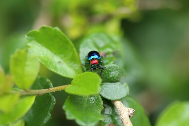 Een kever zat op een plant blad. Superfamilie Scarabaeoidea