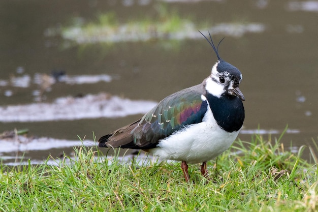 Een kievitsvogel met een witte en groene kop en blauwe veren staat in een plas